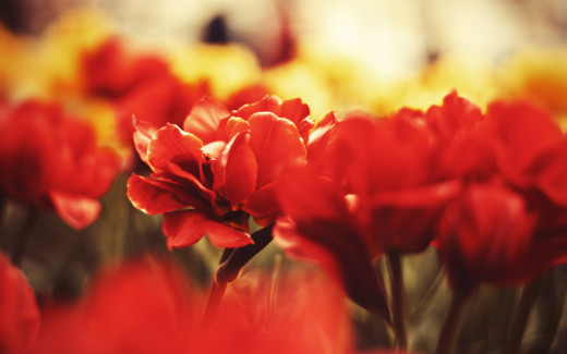 746389 (a): :2560x1600